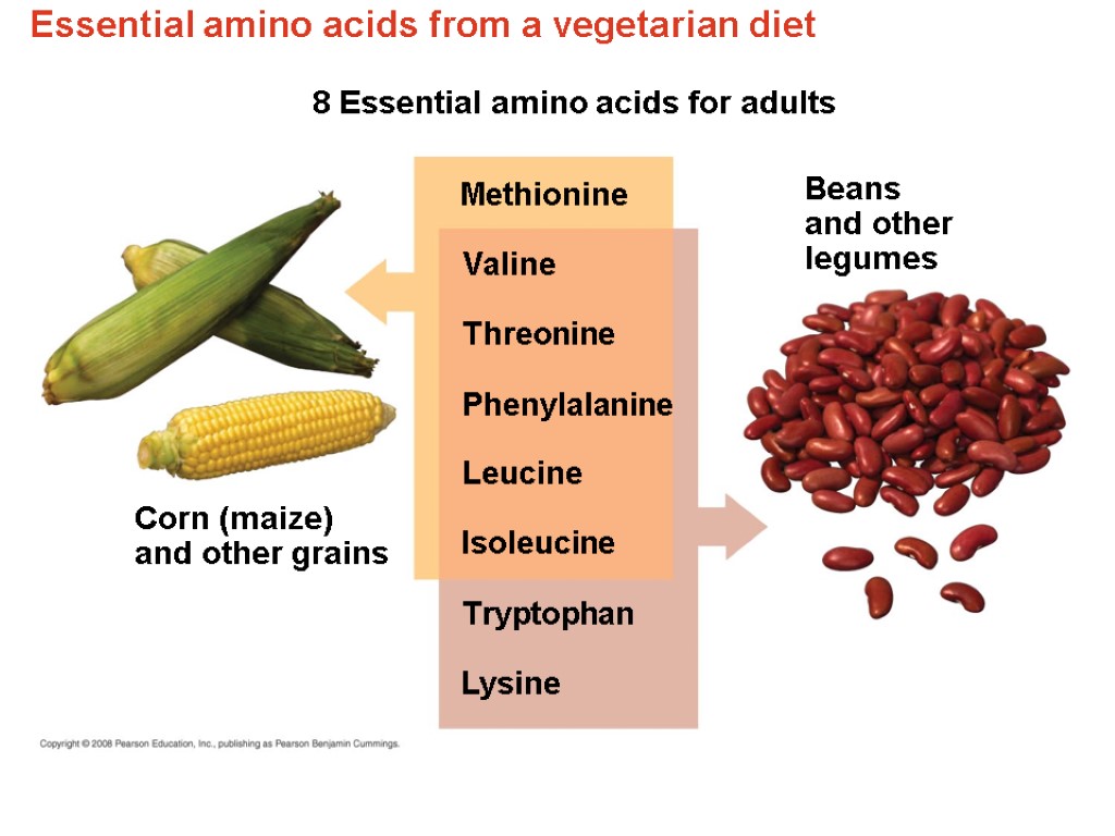 Essential amino acids from a vegetarian diet Beans and other legumes Corn (maize) and